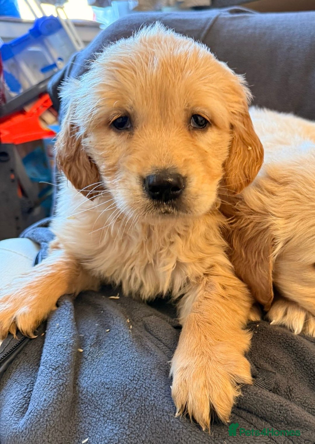 Golden Retriever dogs for sale: KC registered health tested Golden Retriever puppy - Advert 3