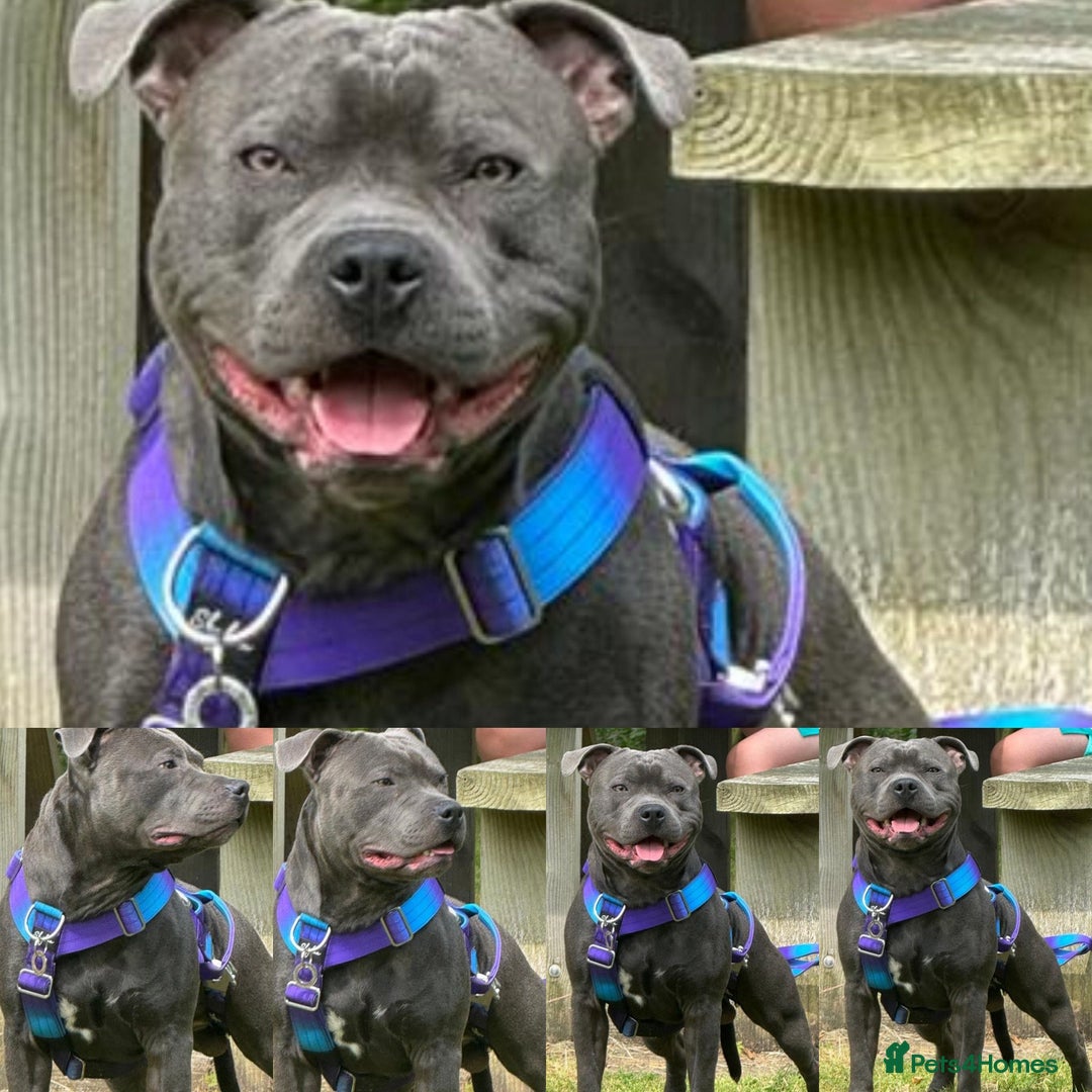 Staffordshire Bull Terrier dogs for sale: Blue Staffordshire bull terrier puppies  - Image 28