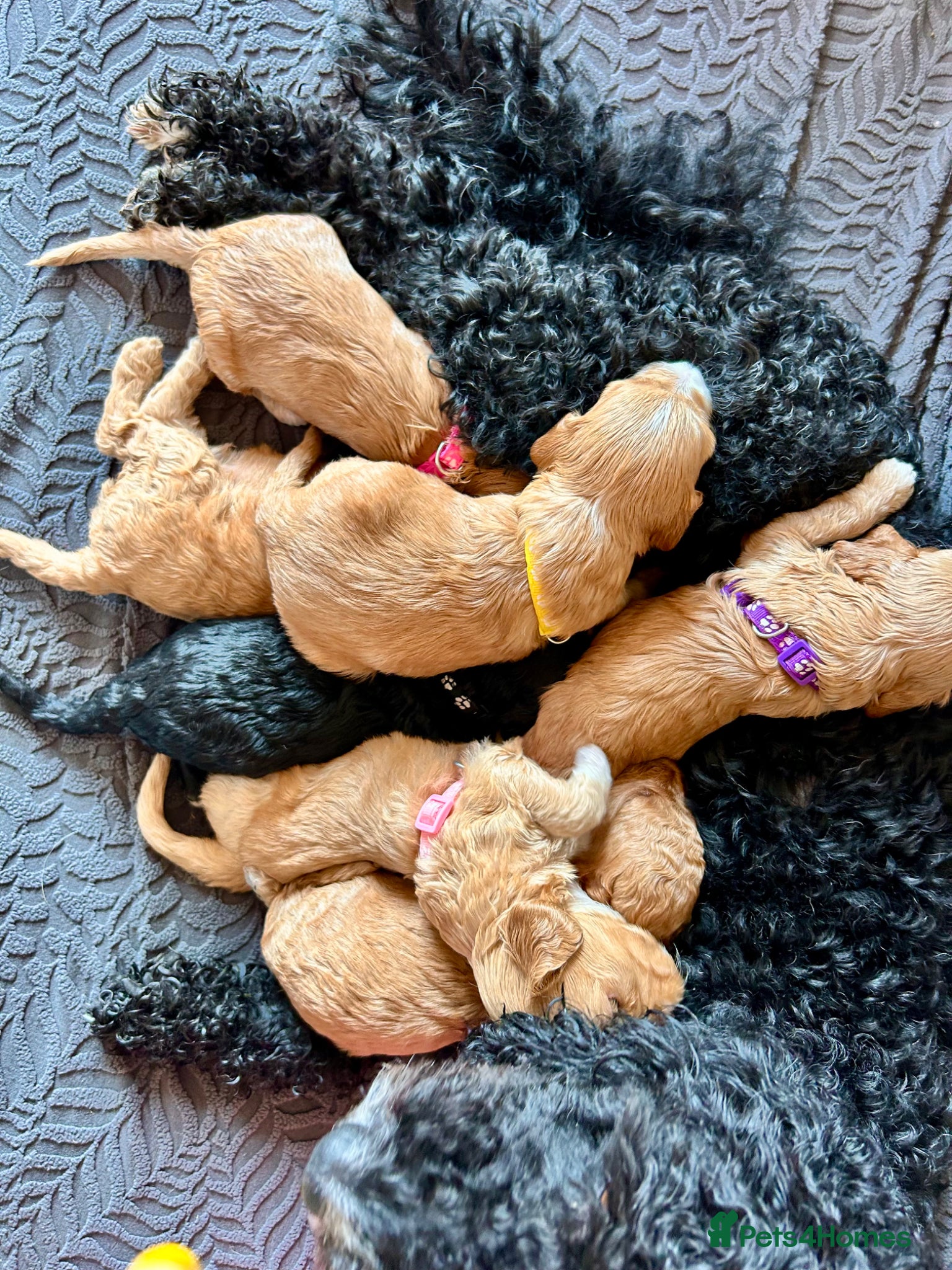 Cockapoo dogs Last litter allert! - Advert 4