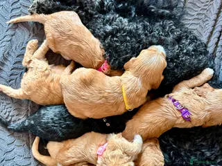 Cockapoo dogs Last litter allert! - Advert 1