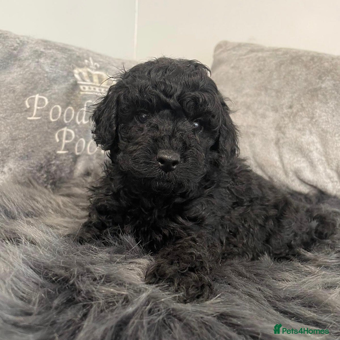 Cavapoo dogs Beautiful f1b. Black, black & Tan full DNA clear.  - Advert 3