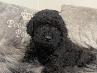 Cavapoo dogs Beautiful f1b. Black, black & Tan full DNA clear. - Advert 3