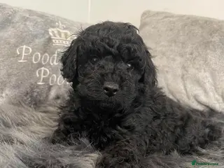 Cavapoo dogs Beautiful f1b. Black, black & Tan full DNA clear. - Advert 14