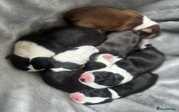 Boston Terrier dogs for sale: Beautiful Boston Terrier Puppies  - Image 28