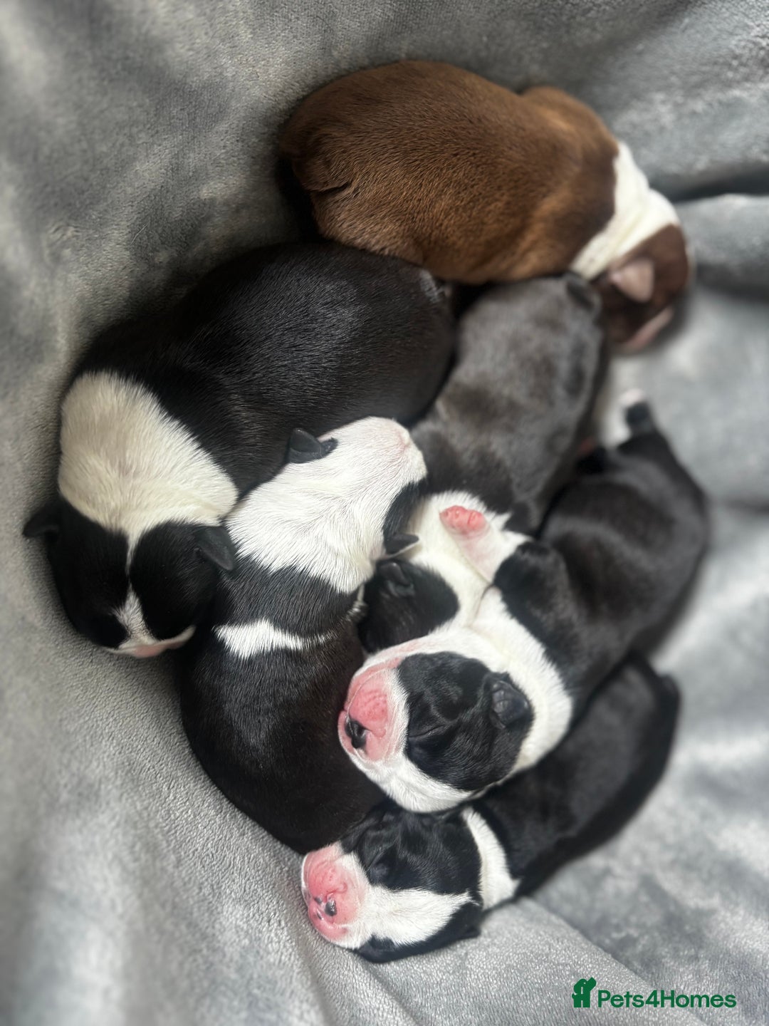 Boston Terrier dogs for sale: Beautiful Boston Terrier Puppies  - Image 28