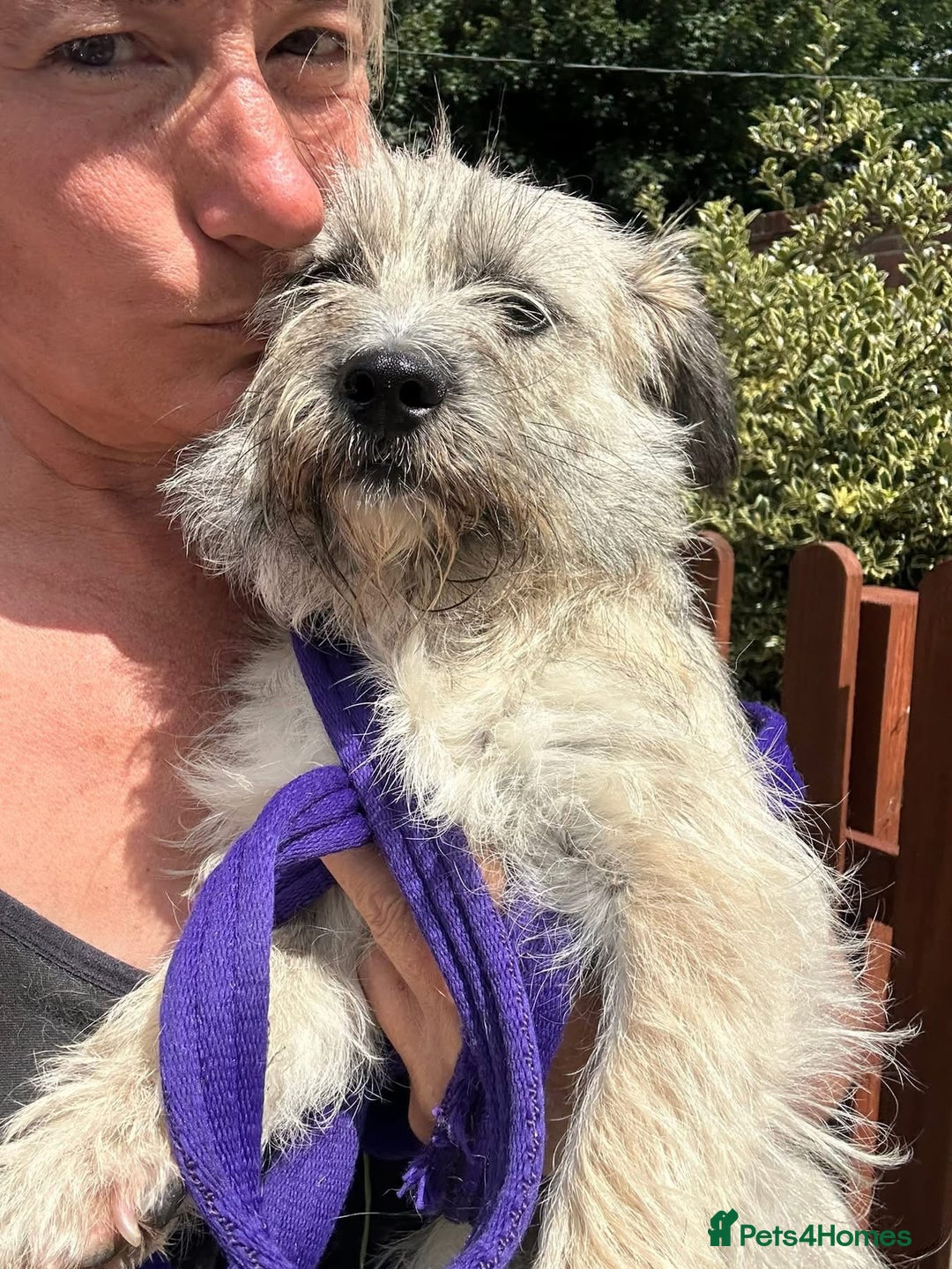 Mixed Breed dogs for adoption: Suzy - Norwich Norfolk  - Image 5