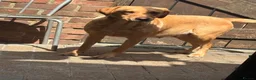 Labrador Retriever dogs for sale: 5 year old Labrador bitch  - Advert 1