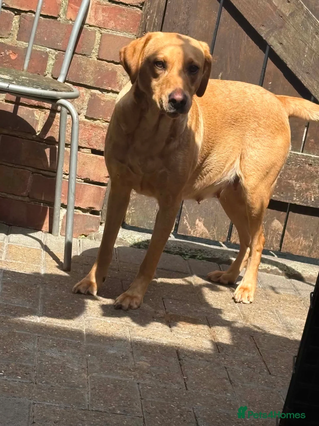 Labrador Retriever dogs for sale: 5 year old Labrador bitch  - Advert 1
