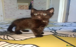 Mixed Breed cats for sale: Female Maincoone cross kitten  - Image 5