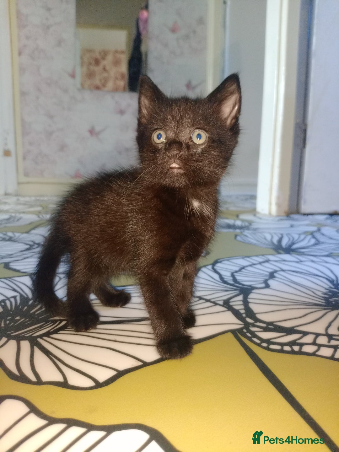Mixed Breed cats for sale: Female Maincoone cross kitten  - Image 5