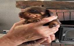Miniature Dachshund dogs for sale: Smooth Coat Mini Dachshund - Image 6