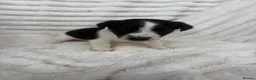 Jack Russell dogs for sale: Jack Russel puppy’s  - Advert 3