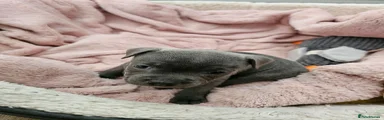 Staffordshire Bull Terrier Girl 3