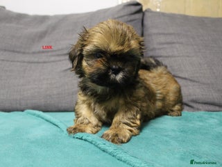 Shih Tzu dogs LOVELY SHIH TZU PUPPY BOYS READY NOW - Advert 2