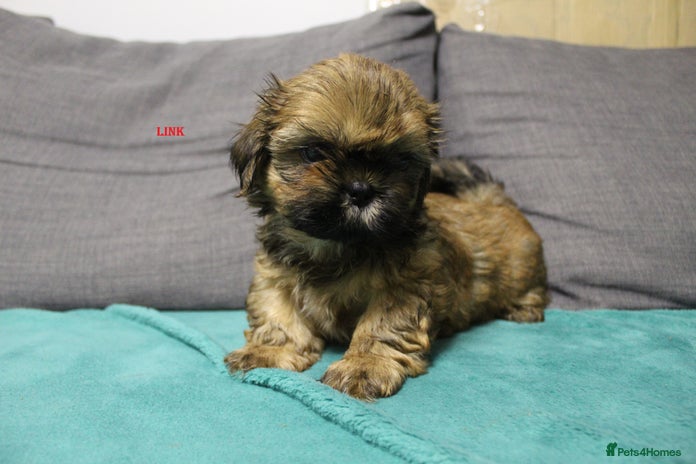 Shih Tzu dogs - Advert 9