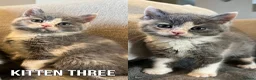 British Shorthair cats for sale: Five adorable British shorthair kittens in Skipton - Advert 9