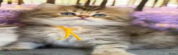 British Longhair cats for sale: British LH adorable golden kittens TICA  - Advert 5