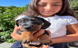 Miniature Dachshund dogs for sale: Miniature dachshund 3 boys 1 girl  - Image 7