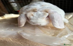 Guinea Pig rodents for sale: Mini plush lop does (female) blue eyed - Image 4