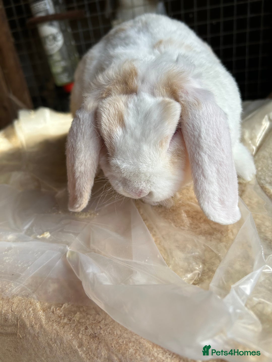 Guinea Pig rodents for sale: Mini plush lop does (female) blue eyed - Image 4