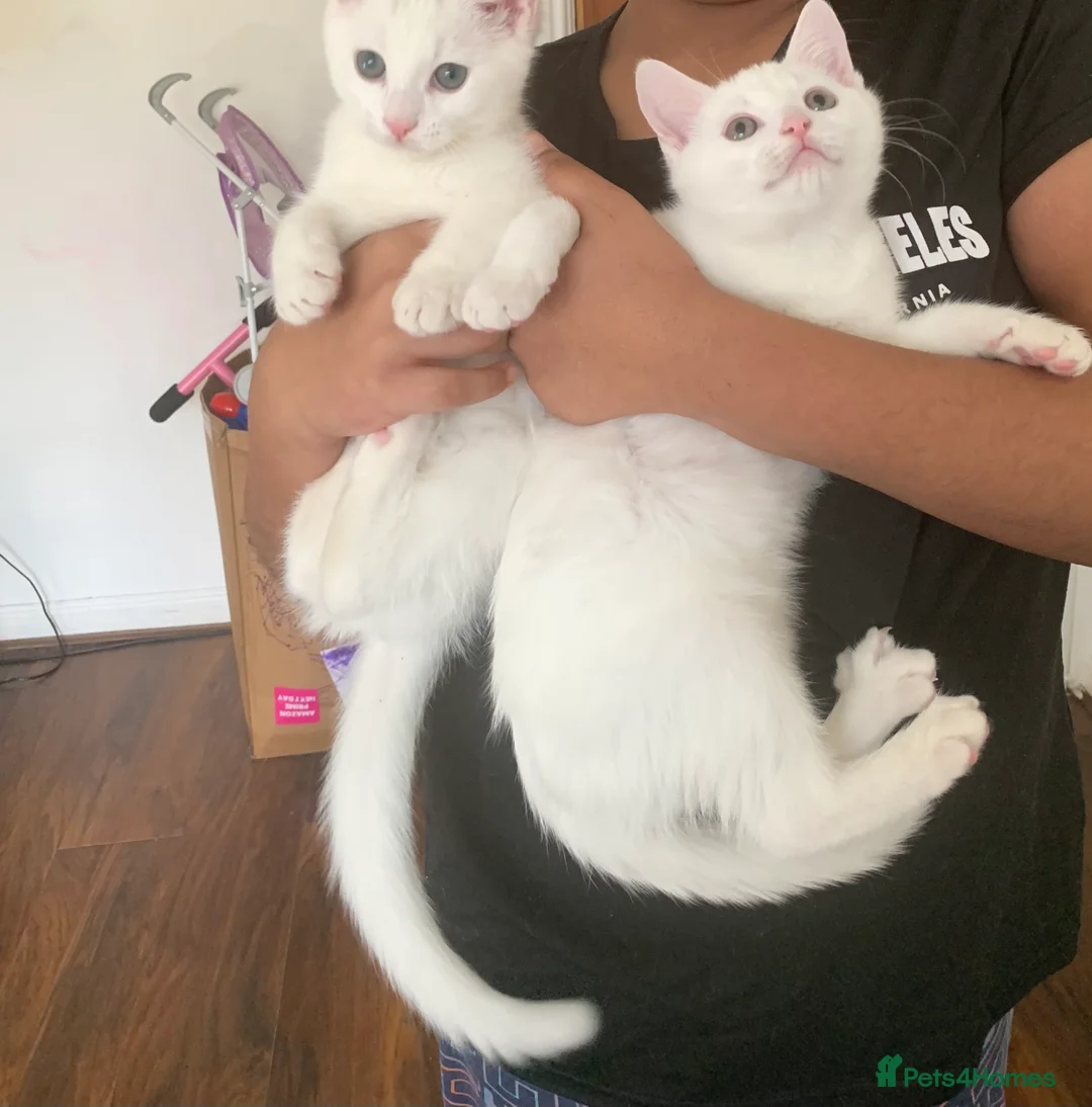 British Shorthair cats for sale: Ragdoll/BSH and Domestic mixed kittens - Advert 13