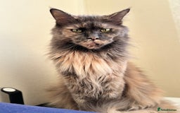 Maine Coon cats for sale: Maine coon - Image 24