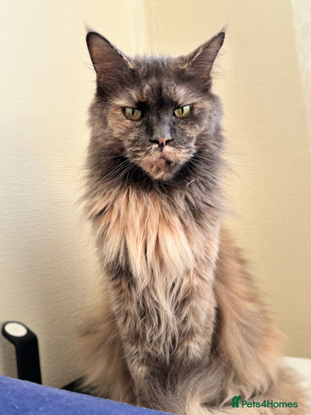 Maine Coon cats for sale: Maine coon - Image 24