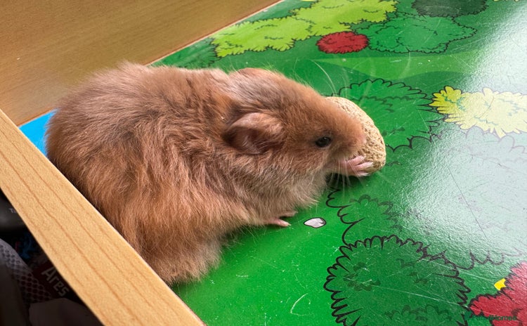 Hamster rodents in High Wycombe - Advert 1