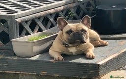 French Bulldog dogs for sale: French bull dog  - Image 1
