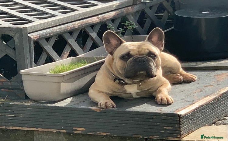French Bulldog dogs - Advert 1