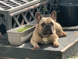 French Bulldog dogs French bull dog - Advert 7