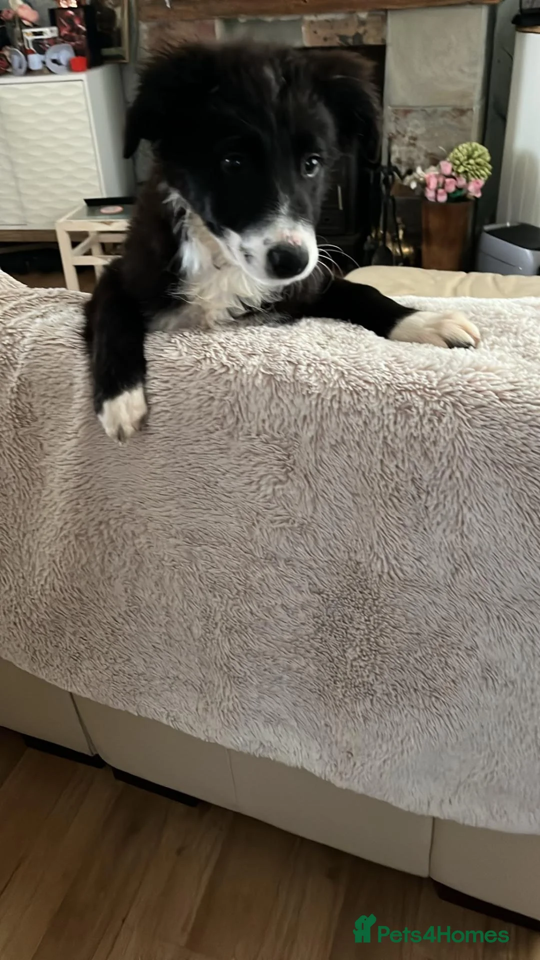 Border Collie dogs for sale: Last border collie girl in Ilkley - Advert 4