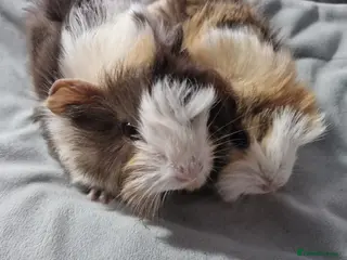 Guinea Pig rodents Abyssinian Brothers - Advert 1