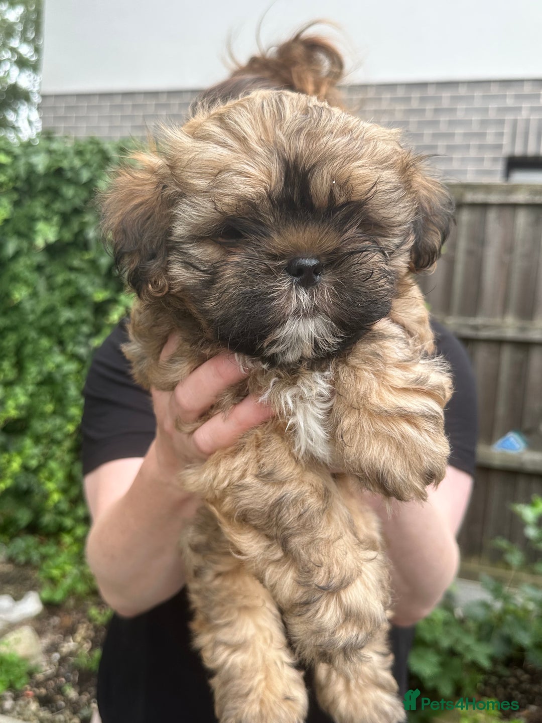 Shihpoo dogs for sale: Adorable Shihpoo Puppies - Image 2