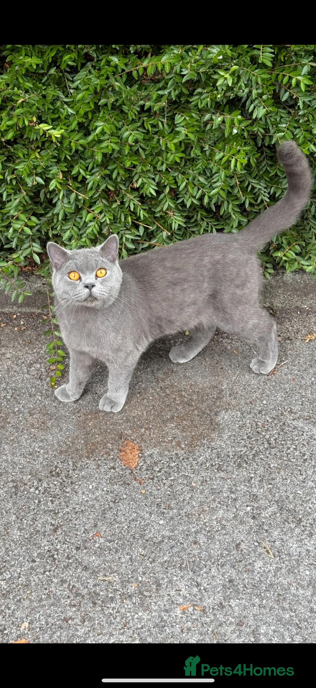British Longhair cats for sale: Male British Longhair Ready Soon 🤎 - Advert 13