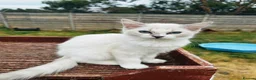 Ragdoll cats for sale: GCCF Ragdoll female  - Advert 5