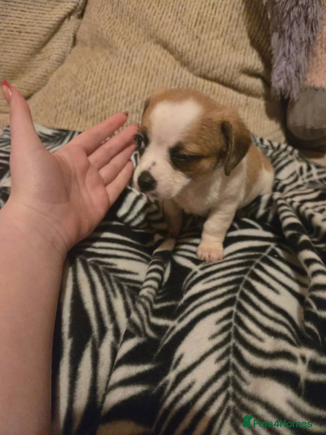 Mixed Breed dogs for sale: Cavachon x jug pups for sale ready now  - Advert 16