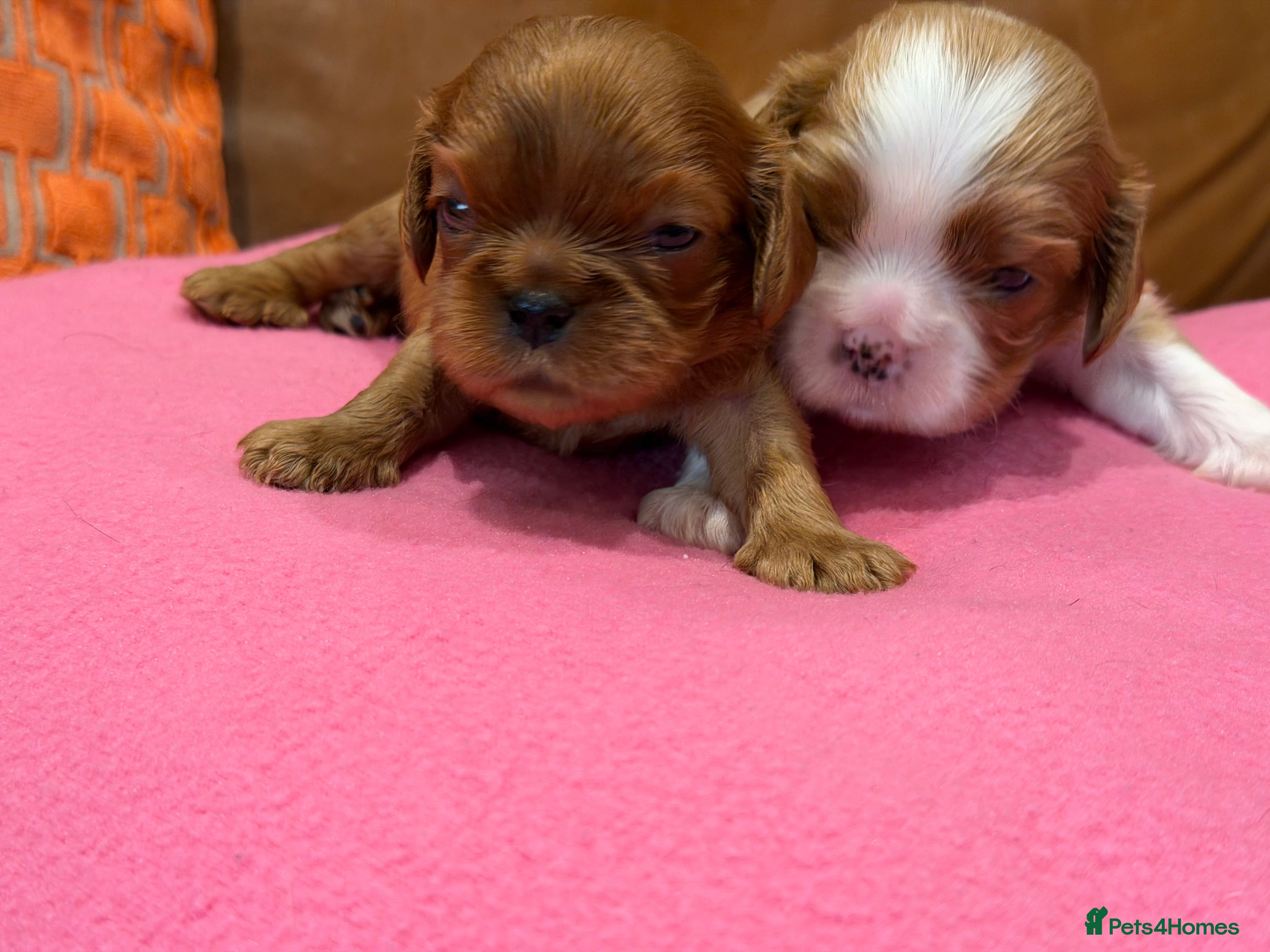Cavalier King Charles Spaniel dogs KC reg 2 boys 2 girls - Advert 2