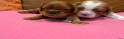 Cavalier King Charles Spaniel dogs for sale: KC reg 2 boys 2 girls - Advert 2