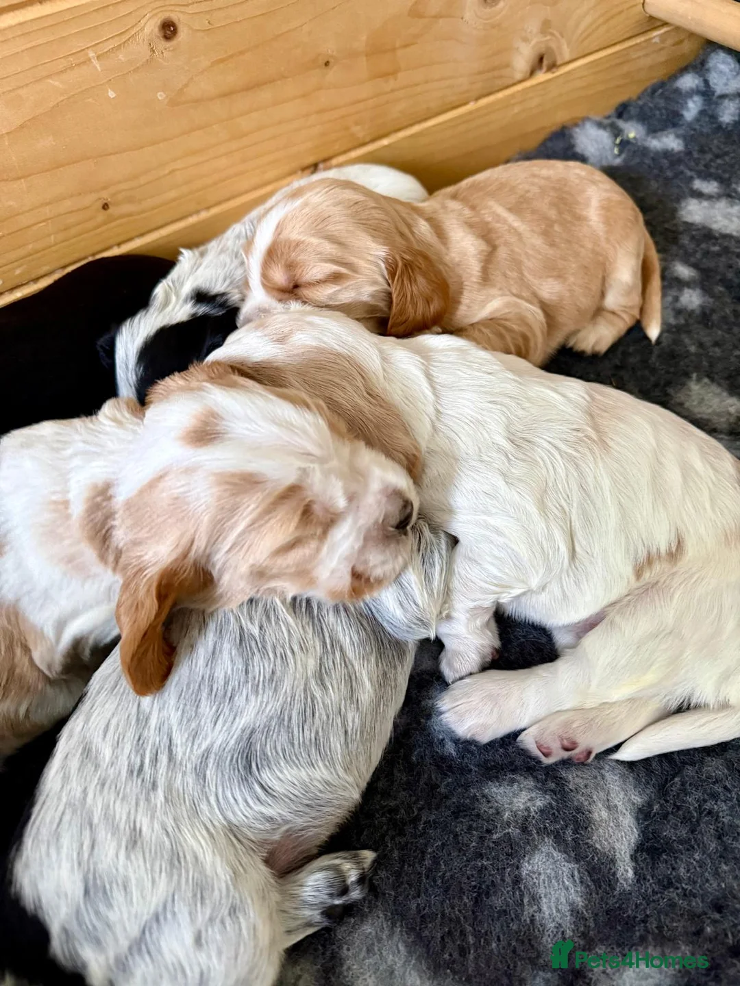 Cocker Spaniel dogs for sale: Gorgeous KC/Full Health Cocker Spaniel show type - Advert 9