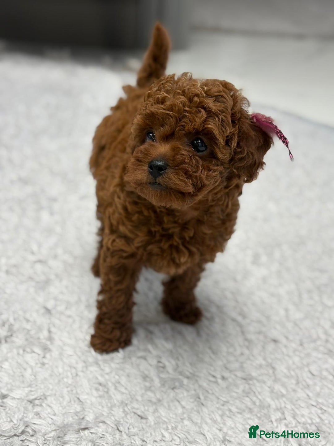 Toy Poodle dogs for sale: Asian toy poodle girls  - Advert 2