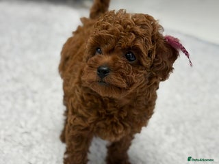 Toy Poodle dogs Asian toy poodle girls - Advert 11