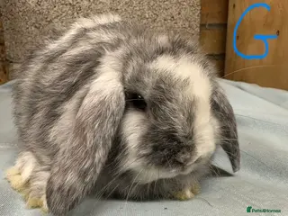 Mini Lop rabbits Mini Lop Rabbits For Sale - Advert 4