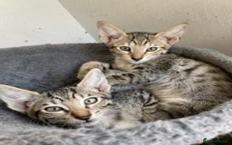 Savannah cats for sale: Glorious Savannah Babies - 1 Boy left - Image 16