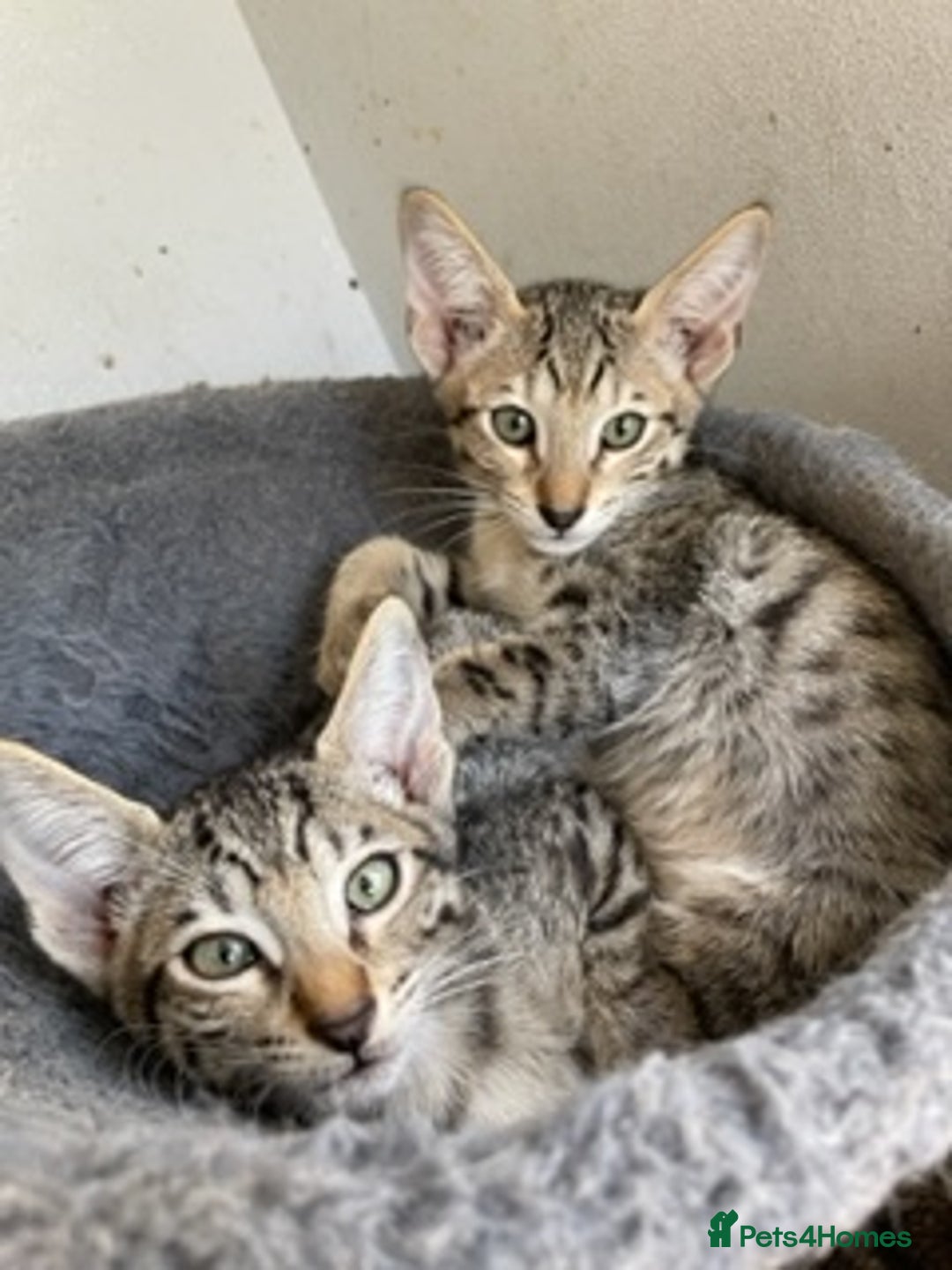 Savannah cats for sale: Glorious Savannah Babies - 1 Boy left - Image 16