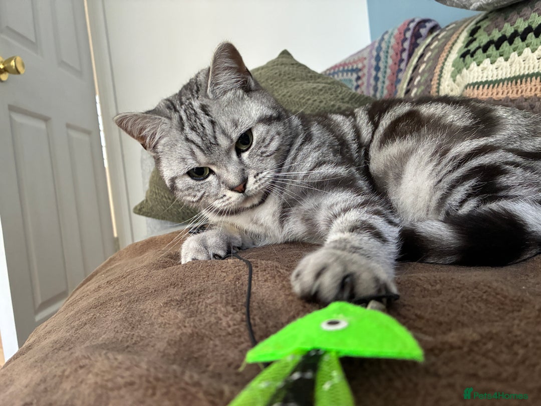 British Shorthair cats for sale: British Shorthair Silver Tabby Pair  in Wakefield - Image 9
