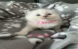 Ragdoll cats for sale: Beautiful Ragdoll kittens  - Image 4