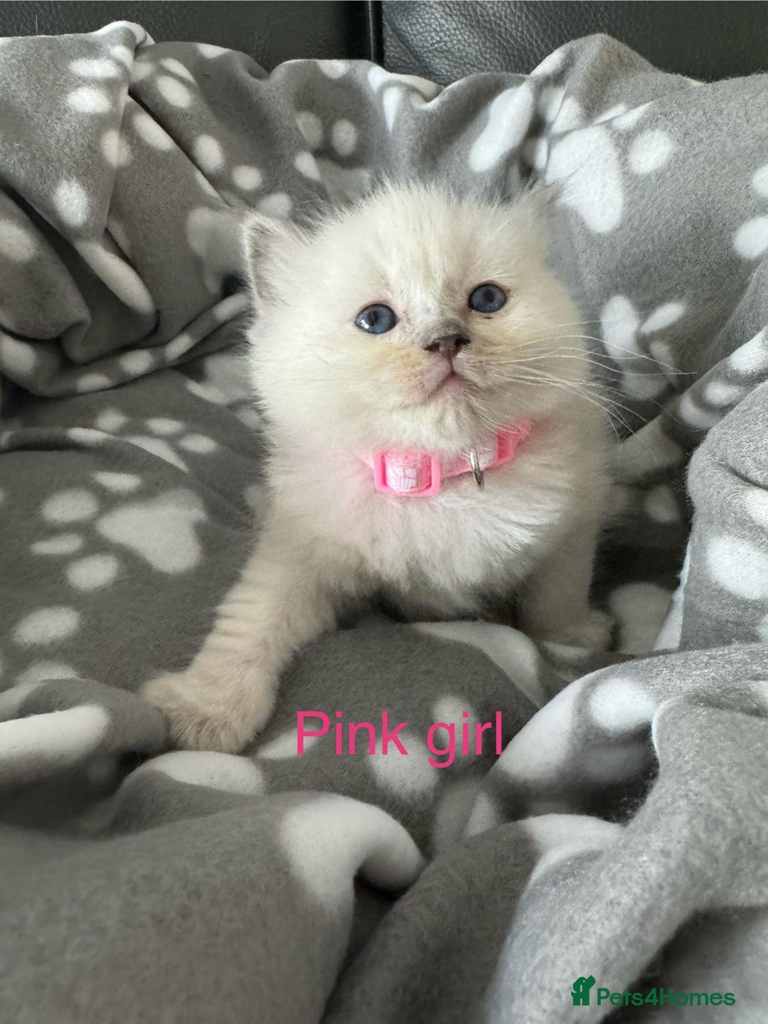 Ragdoll cats for sale: Beautiful Ragdoll kittens  - Image 4