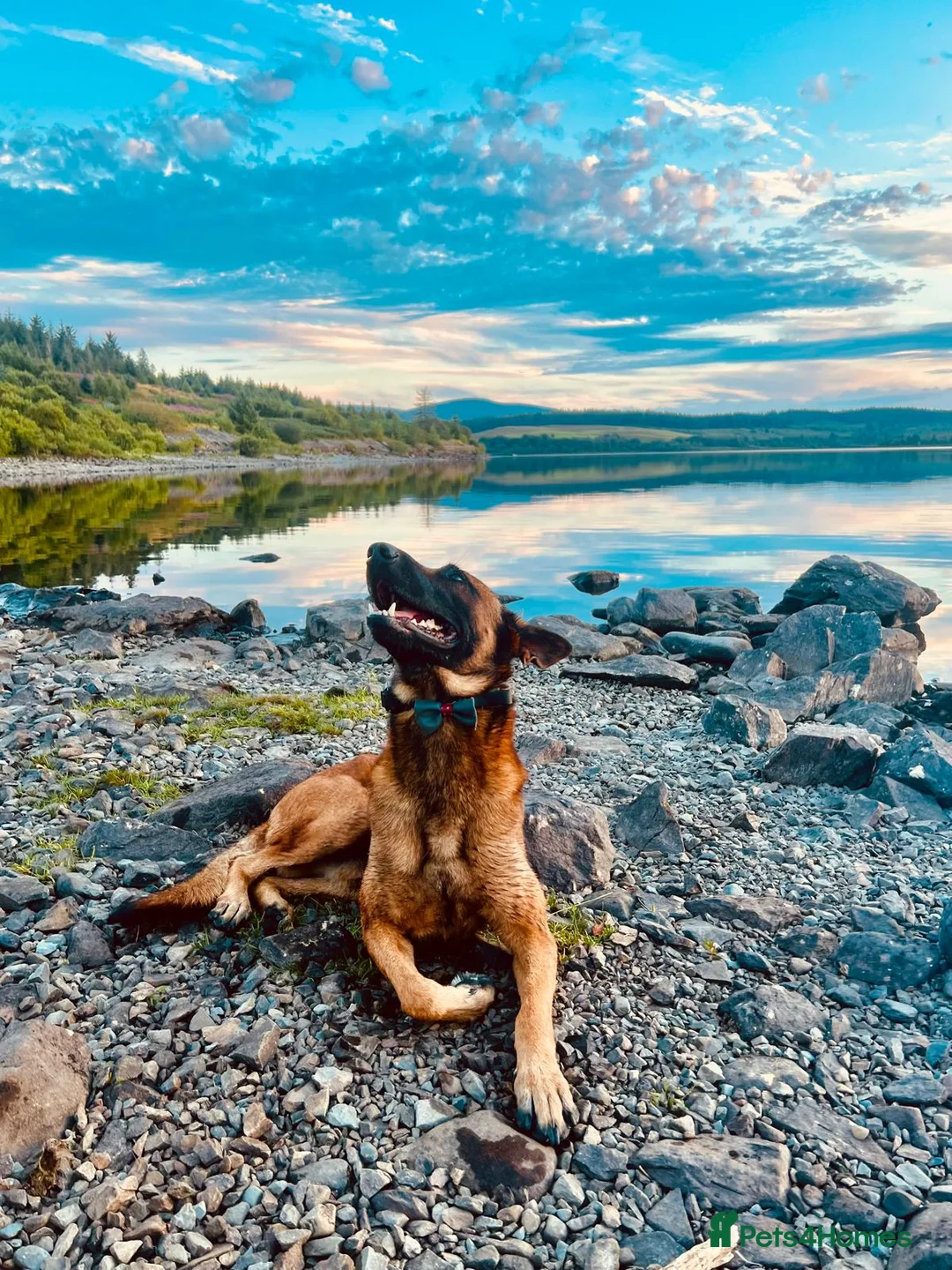 Mixed Breed dogs for sale: Belgian x Dutch Shepherd – Goofy in Newcastle upon Tyne - Advert 8