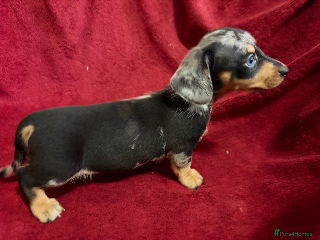 Miniature Dachshund dogs for sale: Stunning Miniature Dachshund Boys 💙 - Advert 10